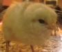 Cute Chick.jpg